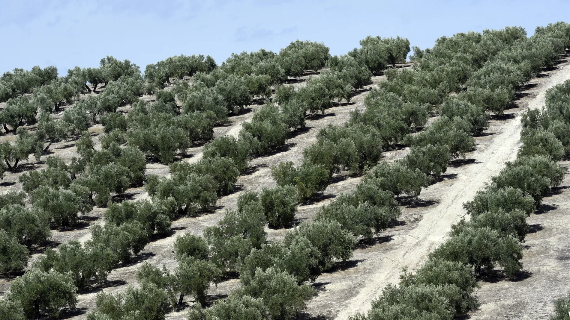 Olivar en la provincia de Jaén