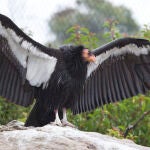 Dos cóndores se reproducen por primera vez asexualmente en el zoo de San Diego de California. Foto: Alianza para la Vida Silvestre del Zoológico de San Diego
