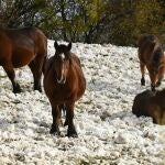 Caballos en el Puerto de las Señales (León, cubierto nieve por el temporal que afecta a las carreteras.
