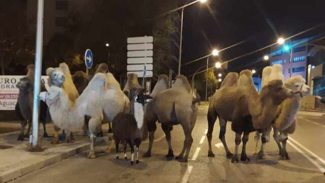 La Policía Nacional encontró a los animales en la intersección de la calle de Aguacate con Vía Lusitana