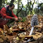 Recogida de setas en un bosque