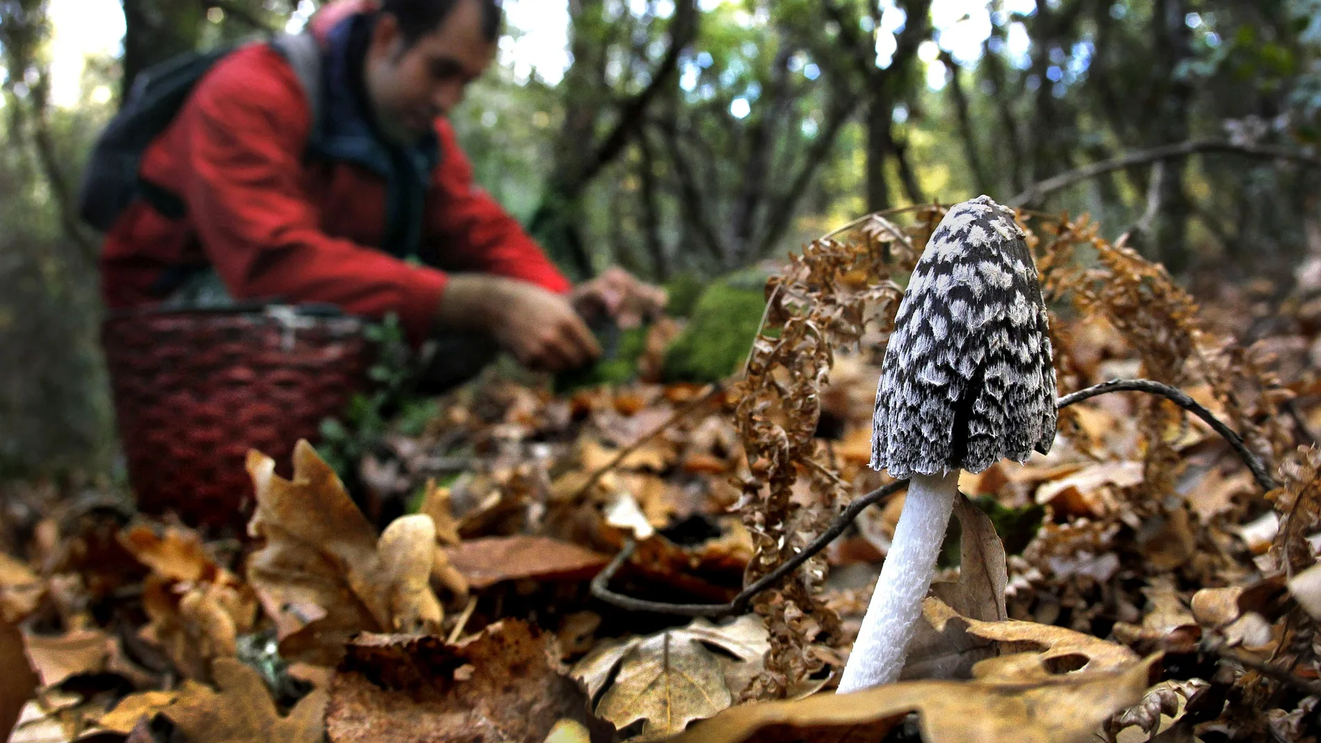 Recogida de setas en un bosque