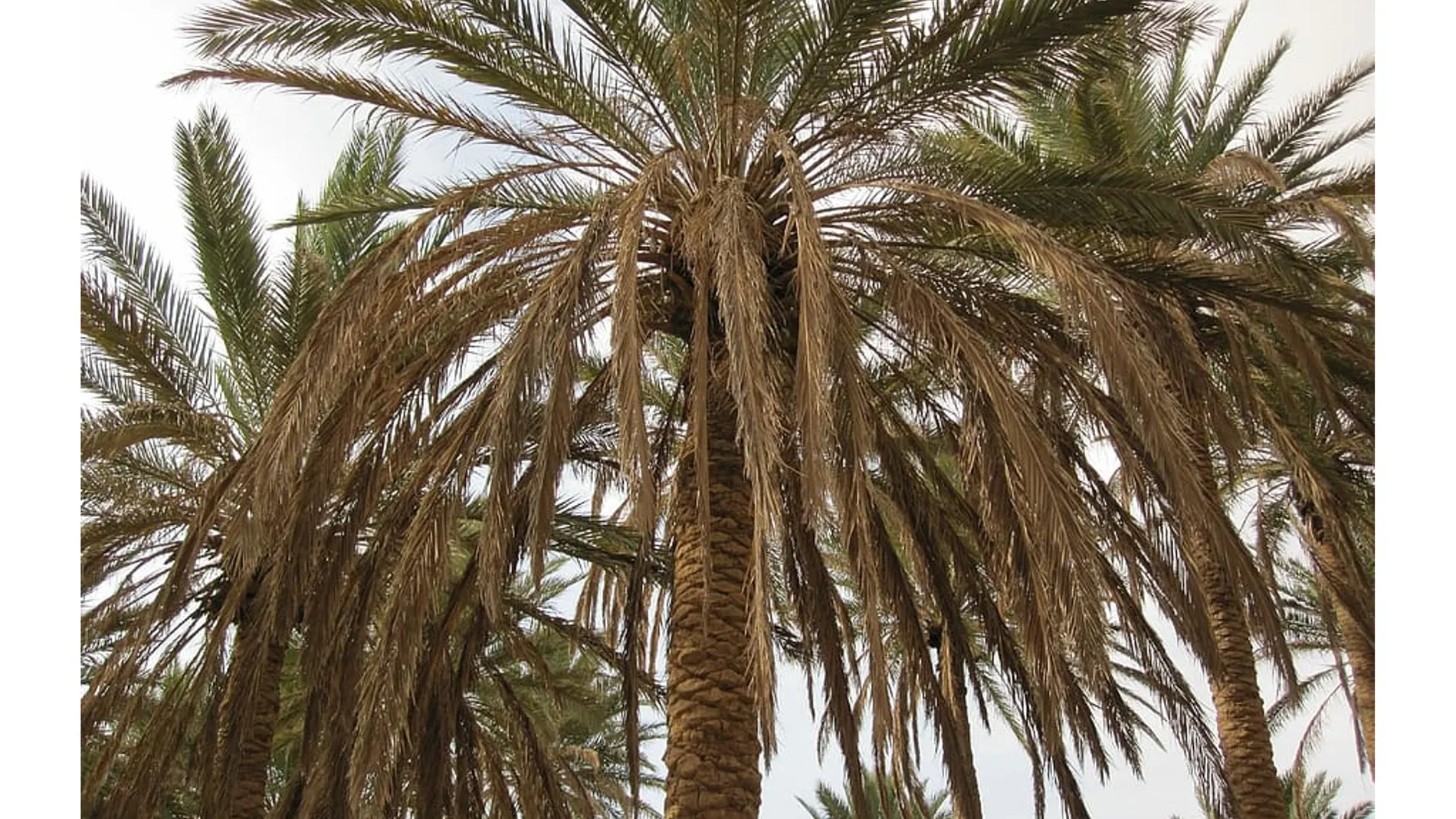 Palmeras con hojas marchitas.