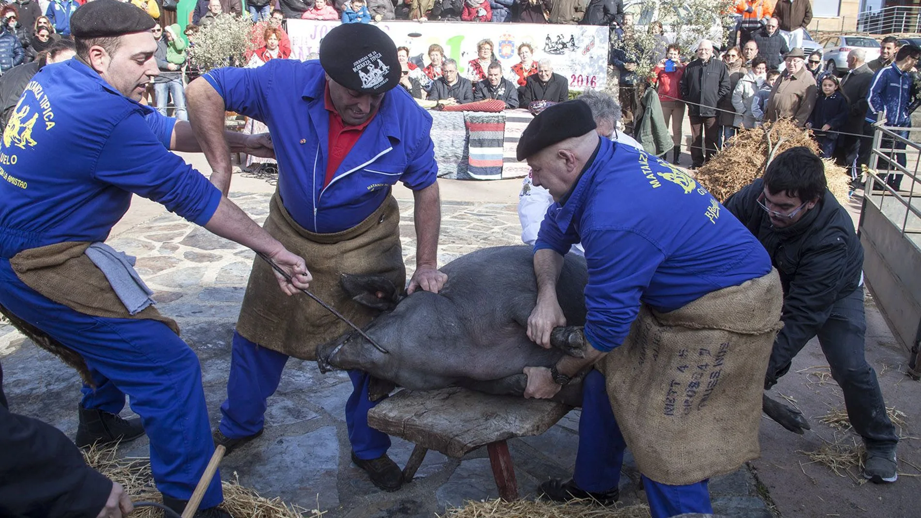 La localidad salmantina de Guijuelo celebra la Matanza Típica