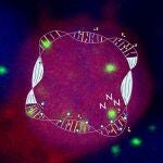 Reparación del ADN durante el sueño en una sola neurona.DR. DAVID ZADA17/11/2021