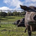 Cerdos de raza ibérica pura en una finca