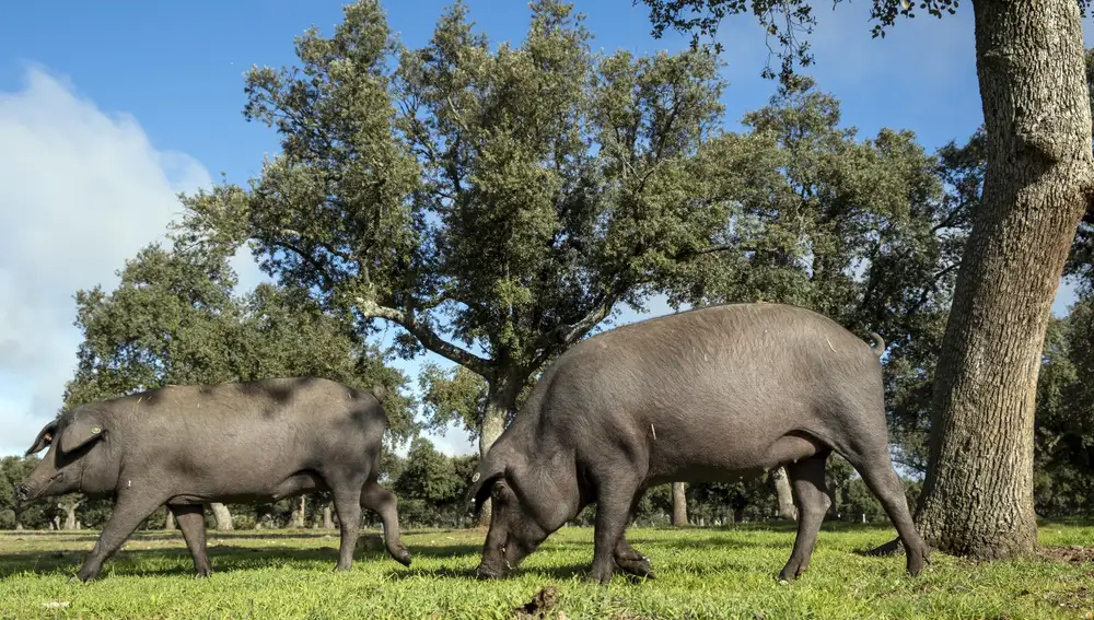 Montanera en la dehesa Charra. Cerdos de raza ibérica pura en una finca cerca de Retortillo