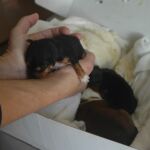 Los cachorros de perro abandonados en Soria