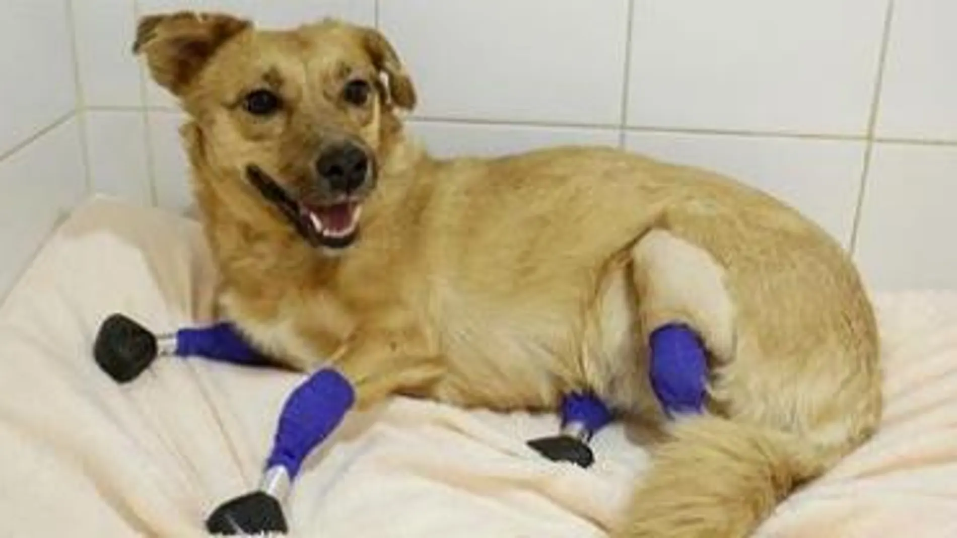 Monika en la clínica con sus prótesis en las patas