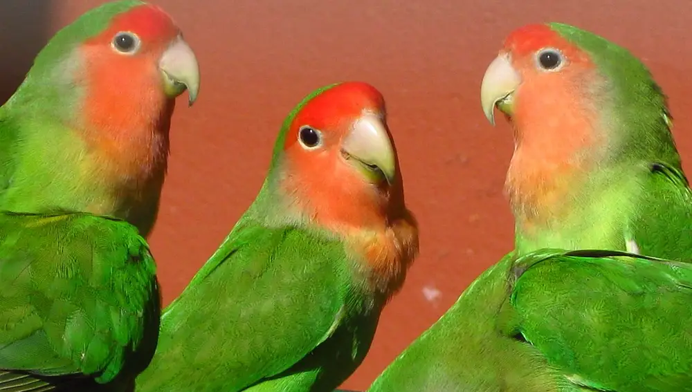 No se prohíbe la comercialización del agapornis debido a que este animal suponga una amenaza para las aves locales; sino porque es una especie en peligro de extinción Fuente: Flickr