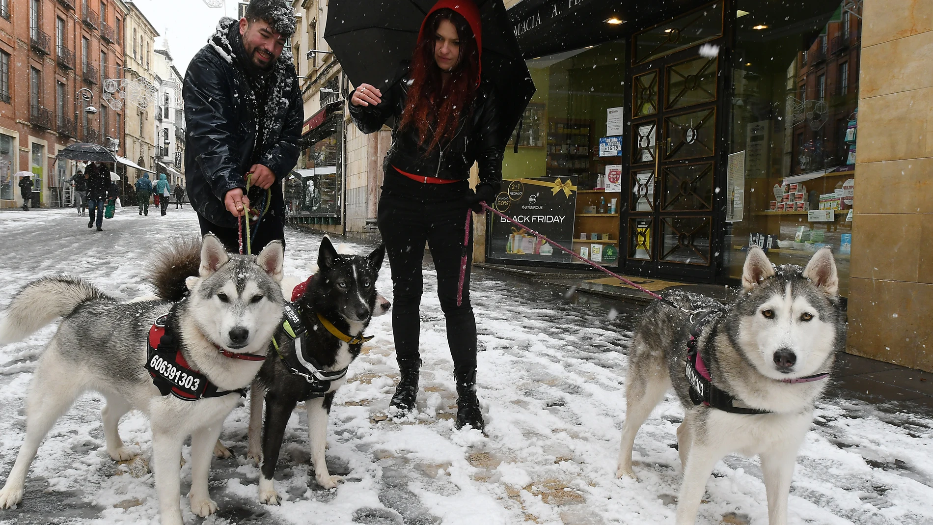 LEÓN, 27/11/2021.- Dos personas pasean con sus perros bajo una intensa nevada este sábado en León. Las nueve provincias de Casilla y León continúan en alerta por nevadas desde el pasado lunes 22 de noviembre que serán localmente persistentes este fin de semana en las provincias de León, Palencia y Burgos, donde el nivel de riesgo se sitúa en estos momentos cerca del rojo, con acumulaciones de hasta 37 cm Temporal de nieve y frío que afecta a la ciudad de León. EFE/J.Casares