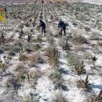 Desmantelan en Cieza varias plantaciones de marihuana cultivadas bajo la apariencia de cáñamo industrial