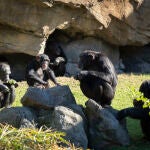 Chimpancés en la selva ecuatorial de BIOPARC Valencia