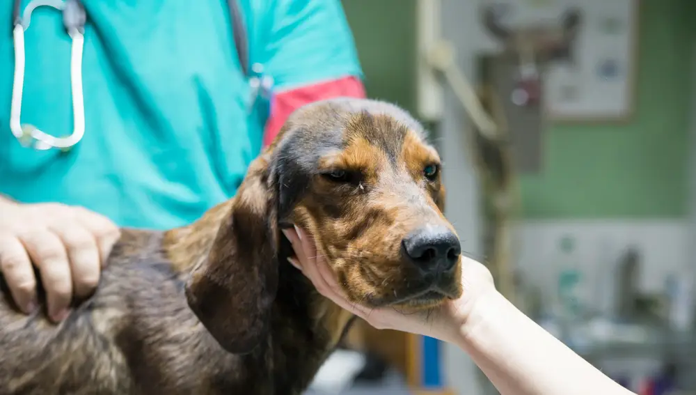 Veterinario examinando a un perro