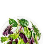 Lechugas, ensaladas