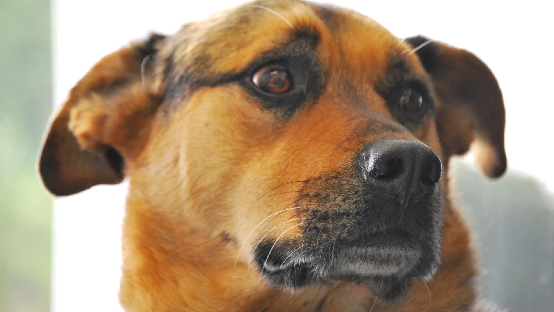 PERRO ASUSTADO