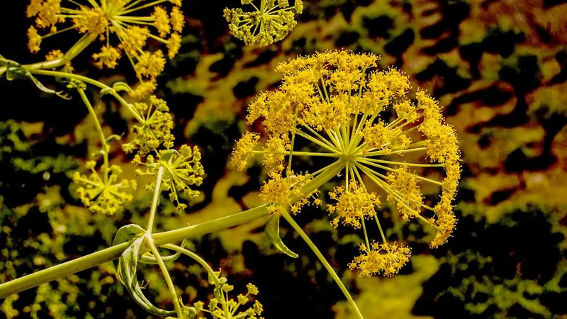 Flor de hinojo