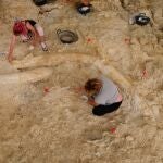 Vista de las defensas de Mammuthus meridionales encontradas en Fuente Nueva 3. PROYECTORCE