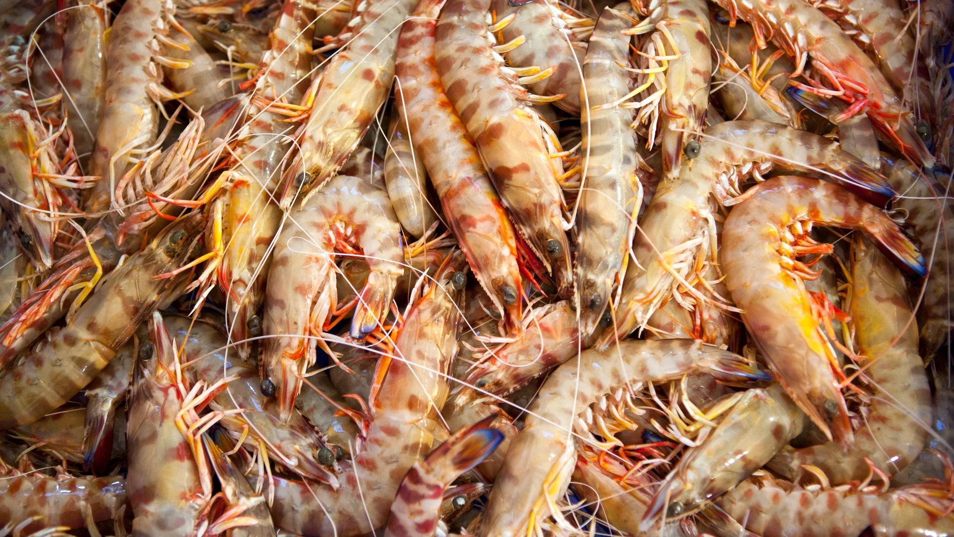 Los inconfundibles langostinos de Sanlúcar de Barrameda