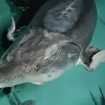 Piscifactoría de esturiones Aquatir, que se encuentra en Tiráspol, capital de la república moldava de Transnistria.