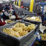 Alrededor de 42 millones de kilos de uva se han recogido de la D.O. Vinalopó y los almacenes trabajan a destajo para que lleguen en perfectas condiciones para celebrar las campanadas de fin de año