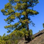 Pinus caraiensis