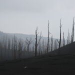 Zona de vegetación desde el acceso a una de las zonas restringidas de La Palma 'El Pilar', afectada por la erupción del volcán de Cumbre Vieja, a 27 de diciembre de 2021, en La Palma, Canarias, (España). Tras 85 días de actividad, el pasado 25 de diciembre se dio por finalizada la erupción del volcán en La Palma. Según el último cálculo de Copernicus, han sido 1.241,1 las hectáreas arrasadas por la lava y 2.988 edificaciones de todo tipo, de las cuales 1.345 eran viviendas. Esta erupción es considerada la más larga desde que hay registros. 27 DICIEMBRE 2021;VOLCÁN;ACCESO RESTRINGIDO;ISLAS CANARIAS Cézaro De Luca / Europa Press 27/12/2021