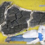 La voluntaria del Instituto de Dinosaurios del NHM, Viji Shook, se tumba junto al cráneo de Cymbospondylus youngorum para obtener una escala, durante la preparación del espécimen. Foto de Martin Sander, cortesía del Museo de Historia Natural del Condado de Los Ángeles.