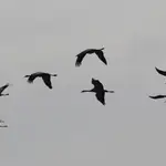 Los agentes hallaron cuatro cisnes (Cygnus olor) y una cigüeña (Ciconia ciconia) muertos en el río Segre a su paso por Soses (Lleida). Imagen de archivo