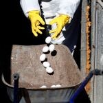 Trabajadores desechando huevos de gallina en una granja en una imagen de archivo. EFE/Atef Safadi