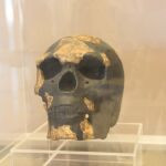Reproducción del cráneo del Hombre de Kibish (Omo I). “Musée des Civilisations Noires” en Dakar (Senegal).
