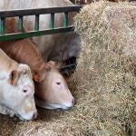Explotación ganadera en la localidad burgalesa de Cavia