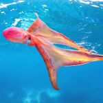 El pulpo manta hembra apenas se ve en el mar