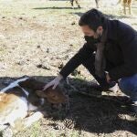 El presidente del PP, Pablo Casado, toca un ternero, durante su visita a una explotación ganadera