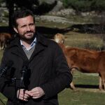 El líder del PP, Pablo Casado, en una explotación ganadera extensiva de vacuno en Las Navas del Marqués (Ávila) Foto: David Mudarra