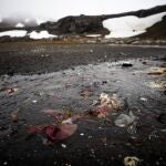 Fotografía de varias clases de algas en el agua en la Isla Rey Jorge, territorio antártico chileno