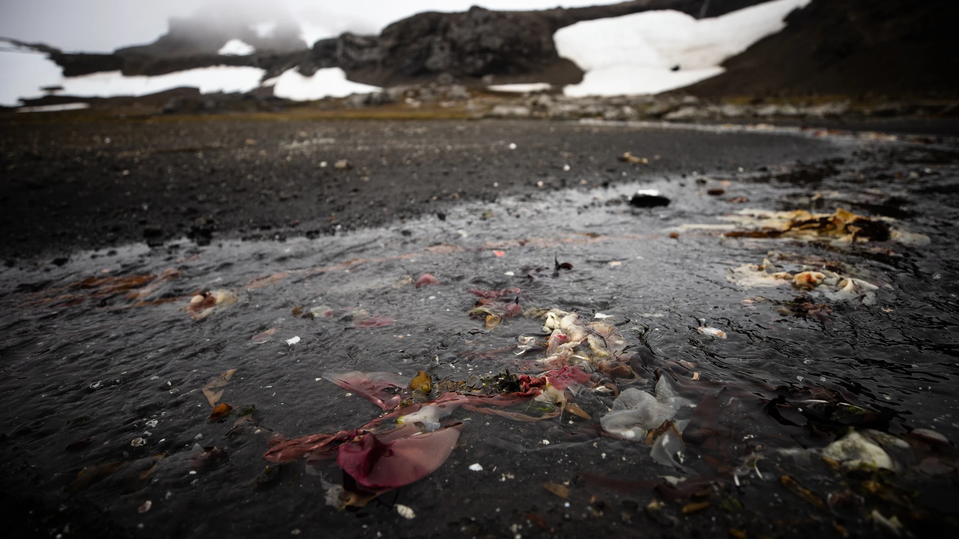 Fotografía de varias clases de algas en el agua en la Isla Rey Jorge, territorio antártico chileno