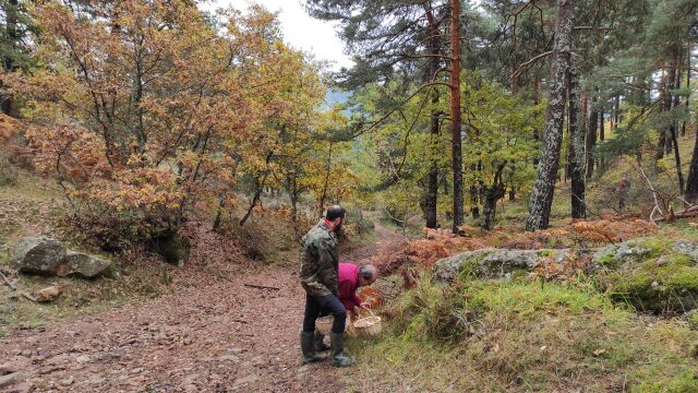 Recolección de setas en los Montes de Soria