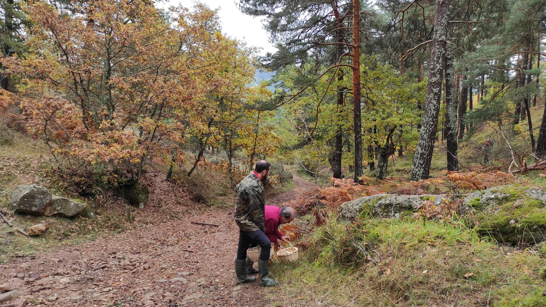 Recolección de setas en los Montes de Soria