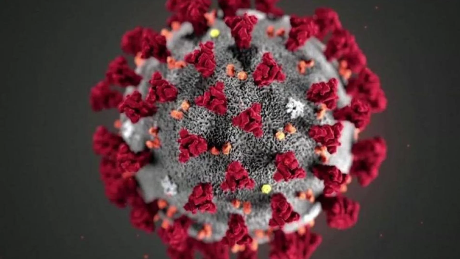 Recreación del virus SARS-CoV-2