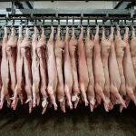 La temida peste porcina africana, sin vacuna ni cura, se extiende por Europa