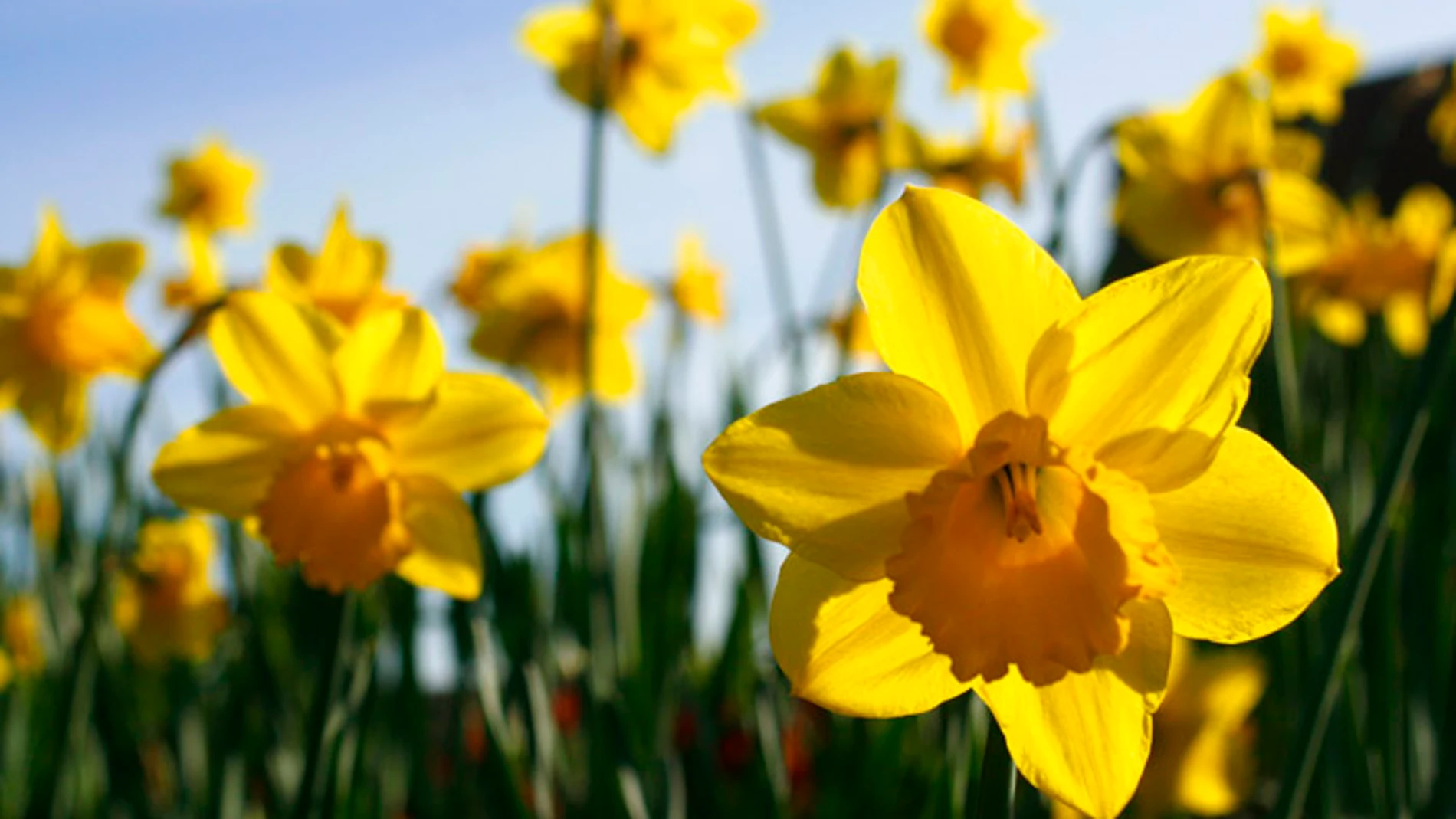 Narcisos en flor