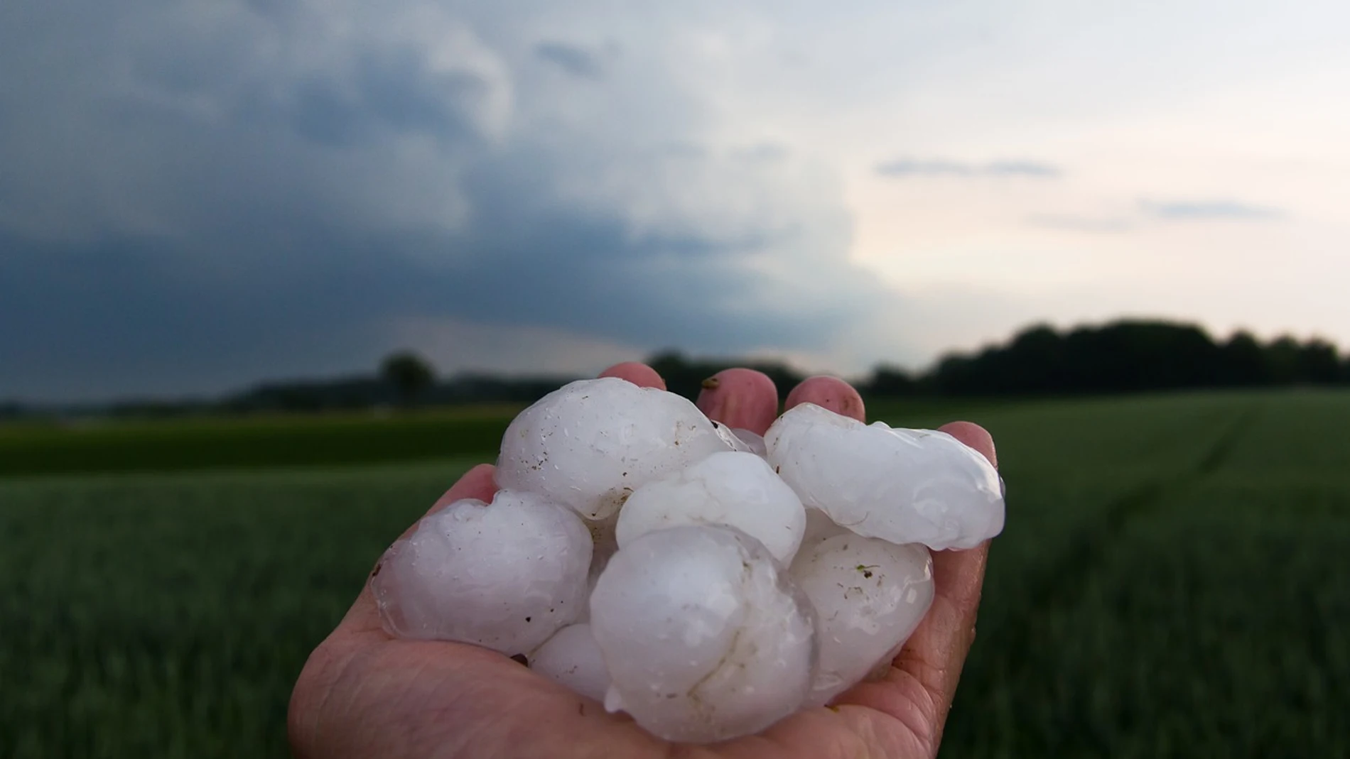 Varios pedazos de granizo en la mano de una persona, con un campo de cultivo y algunas nubes al fondo