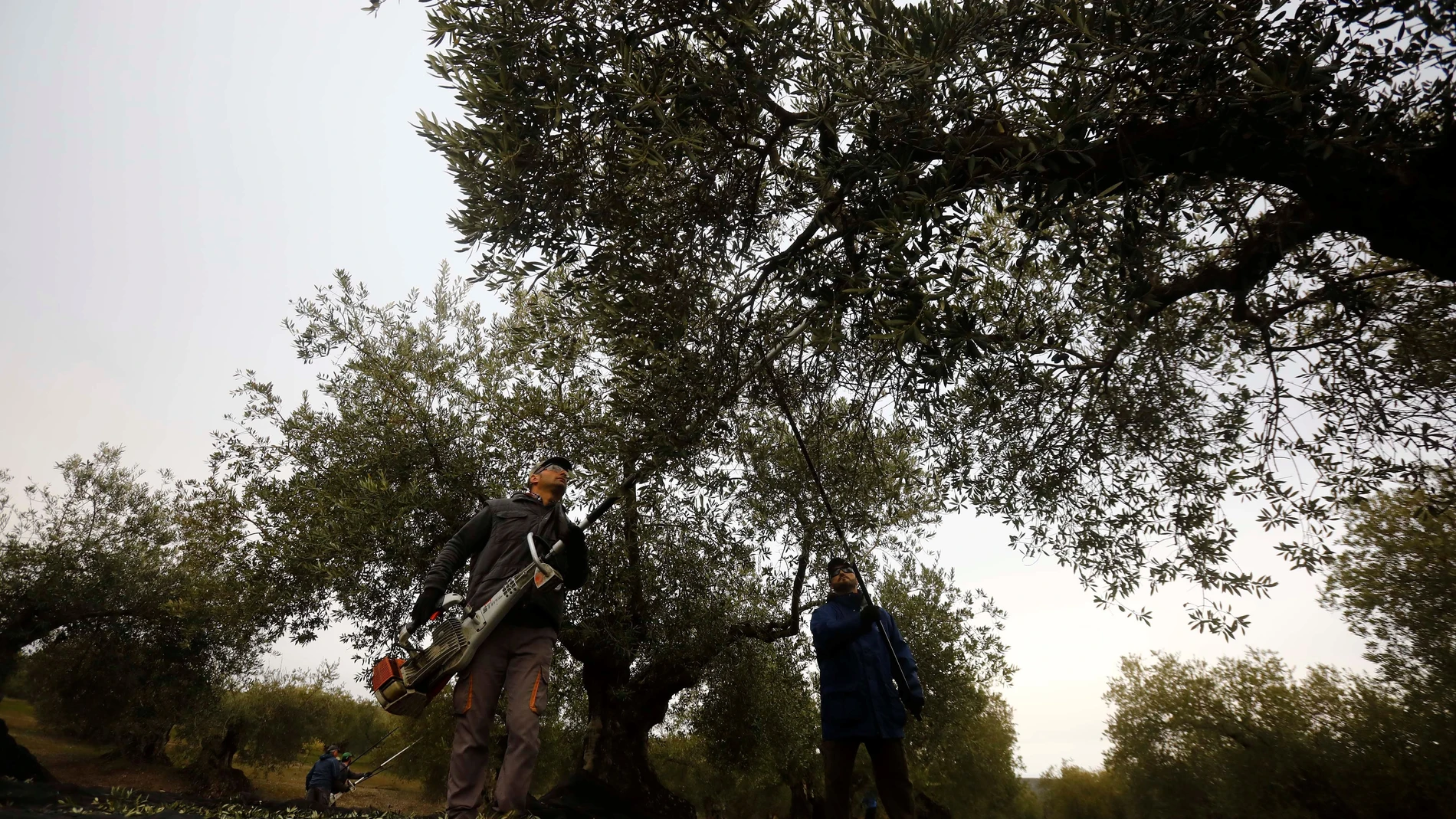 Una cuadrilla trabaja entre olivos centenarios en la recogida de la aceituna