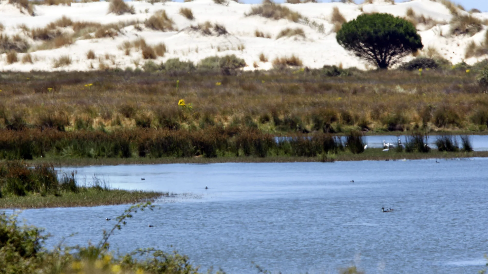 Espacio Natural de Doñana. EFE/Eduardo Abad