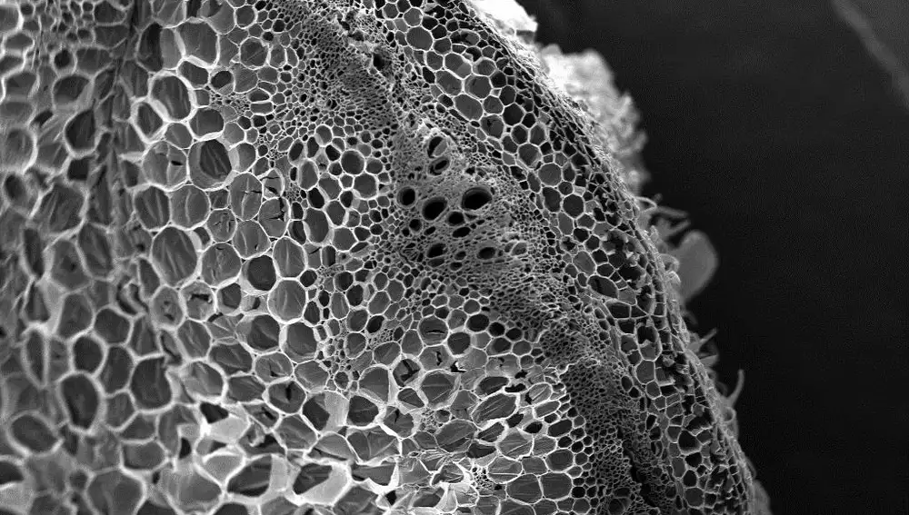 Corte transversal de una planta de tomate en el que se observan tejido xilemático y floemático por donde la planta transporta el agua y diversas sustancias entre los diferentes órganos.