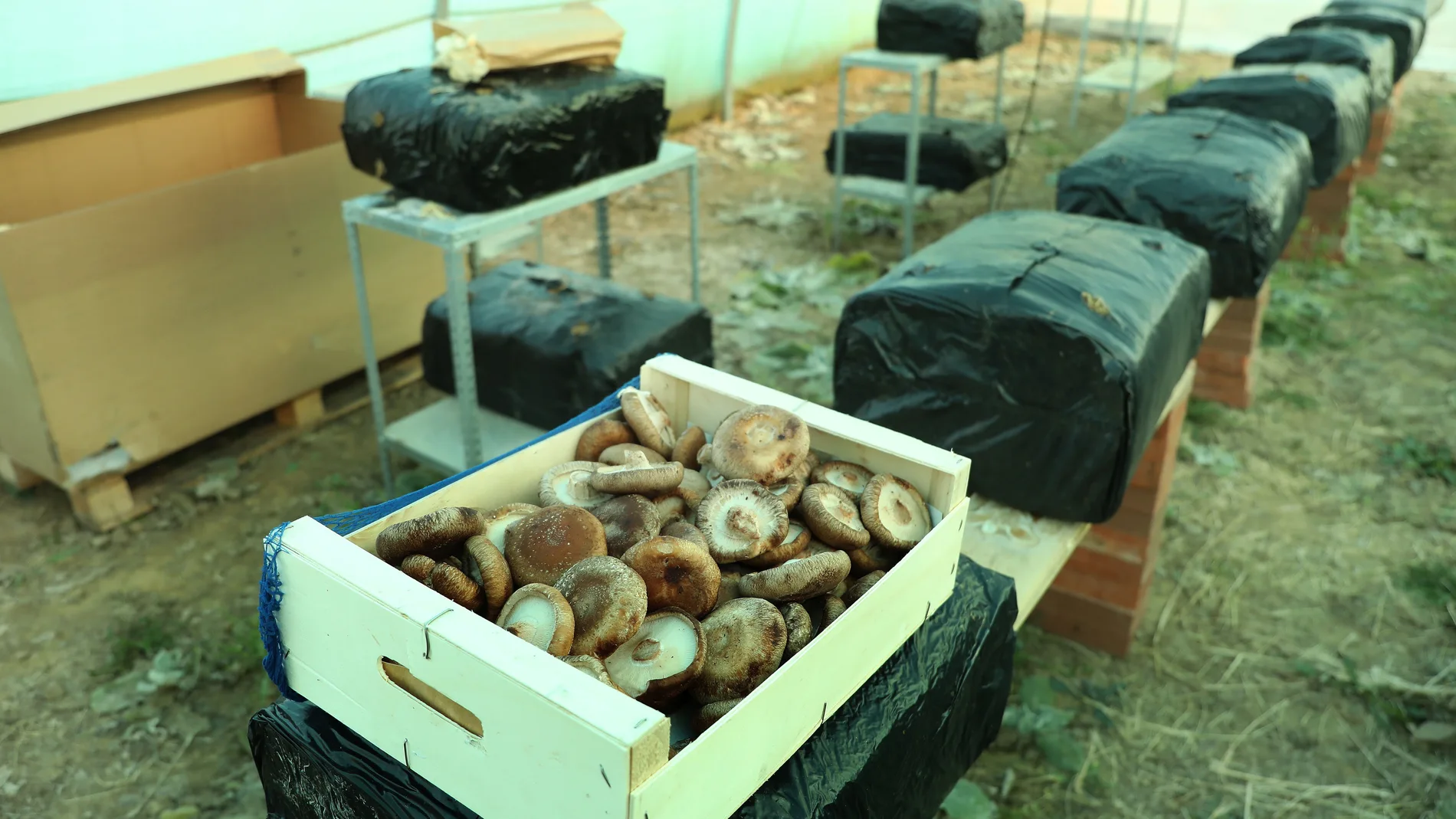 Entre setas de Paredes de Nava (Palencia) Setas Shiitake en la explotación que tiene en Perales (Palencia)
