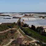 Vista área de una finca de regadios en Doñana. WWF