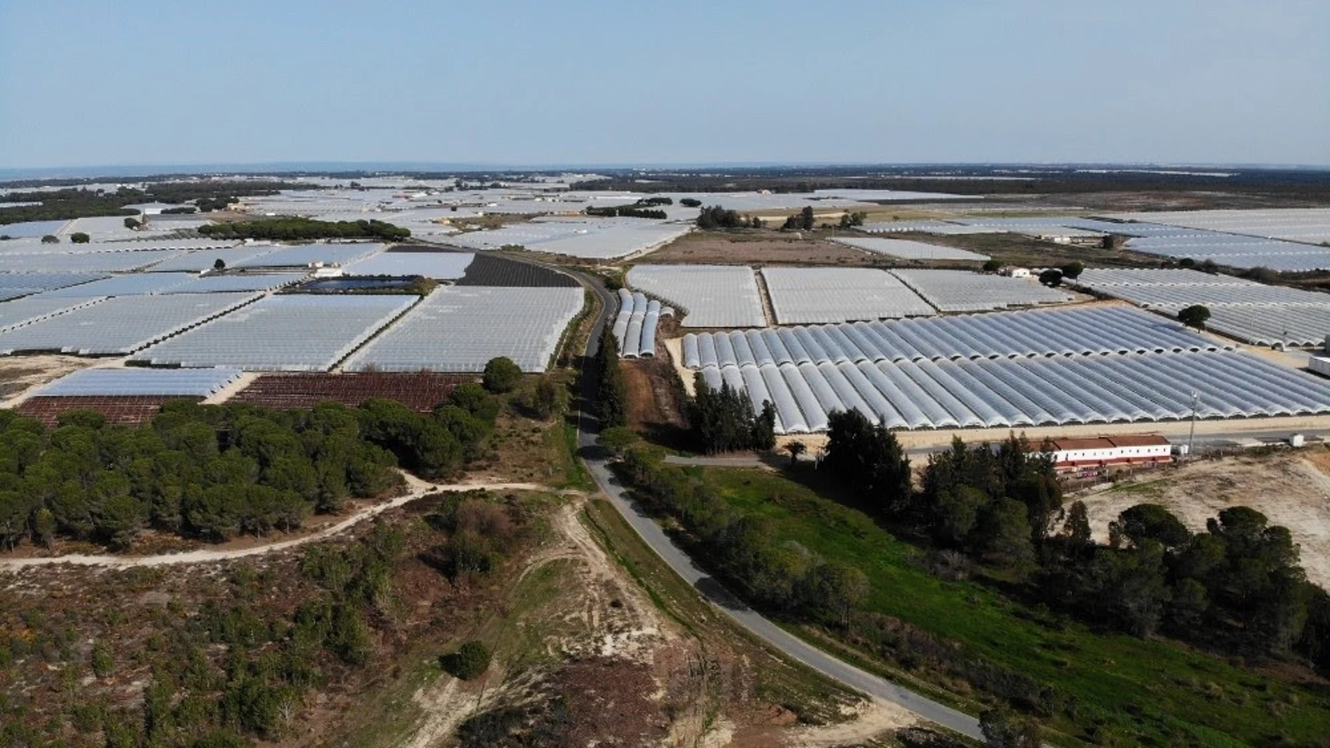 Vista área de una finca de regadios en Doñana. WWF