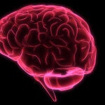 red brain Graphic, Abstract, Head, Model, old, wonder, human, education, illustration, organ, medical, isolated, Science, anatomy, scientific, think, understanding, isolate, brain, intelligence, neurology, mind, physiology, vein, cerebral, wisdom, intellect, psychology, intellectual, brainy, 3D, sense, genius, matter, cerebellum, cerebra, cortex, mentality, subconscious
